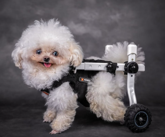 迷你比熊Lufy。（圖／翻攝自IG@sahara_kennel_rescue）