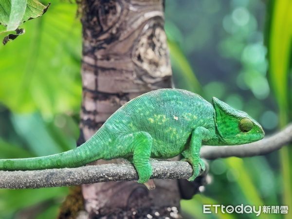 ▲頑皮世界動物園邀請所有大小朋友，於兒童節4天連假來參加《動物遊行嘉年華》，用最萌的動物裝扮，跟著動物花車遶場，在非洲戰鼓表演聲中，和熱情的動物互動。（圖／記者林東良翻攝，下同）