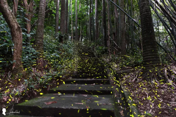 ▲2025台北市螢火蟲季將在4月1日開跑。（圖／公園處提供）