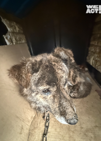 南韓野火動物救援。（圖／翻攝自Care臉書、IG@we.a.c.t）