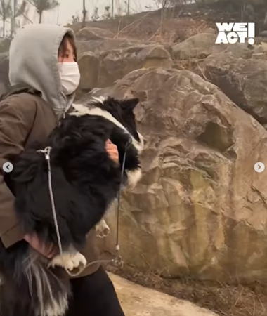 南韓野火動物救援。（圖／翻攝自Care臉書、IG@we.a.c.t）