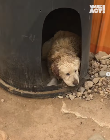 南韓野火動物救援。（圖／翻攝自Care臉書、IG@we.a.c.t）
