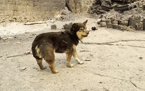 南韓野火動物救援。（圖／翻攝自Care臉書、IG@we.a.c.t）