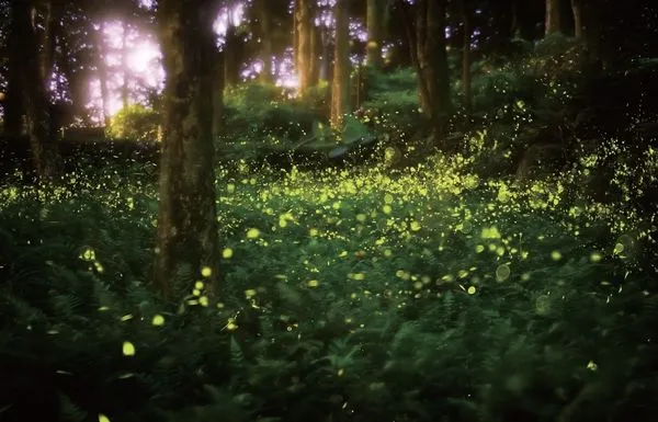 ▲2025日月潭星光螢火季,雲品溫泉酒店經典山景二中床。（圖／雲品溫泉酒店提供）