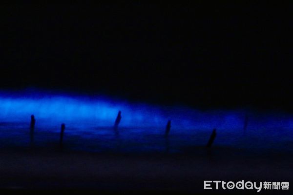 ▲▼近日，金門海域再度迎來壯觀夢幻的「藍眼淚」奇景  。（圖／記者林名揚翻攝）