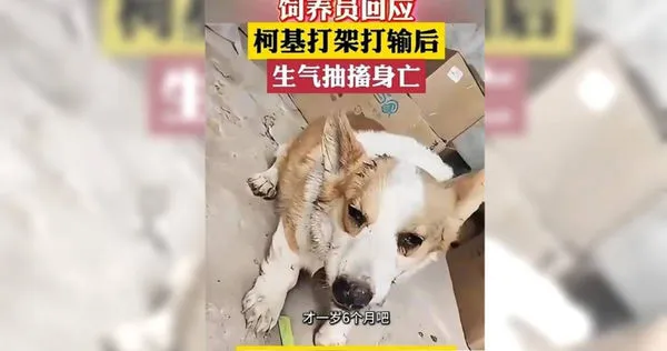 柯基犬死亡。（圖／翻攝自微博／深度視頻）