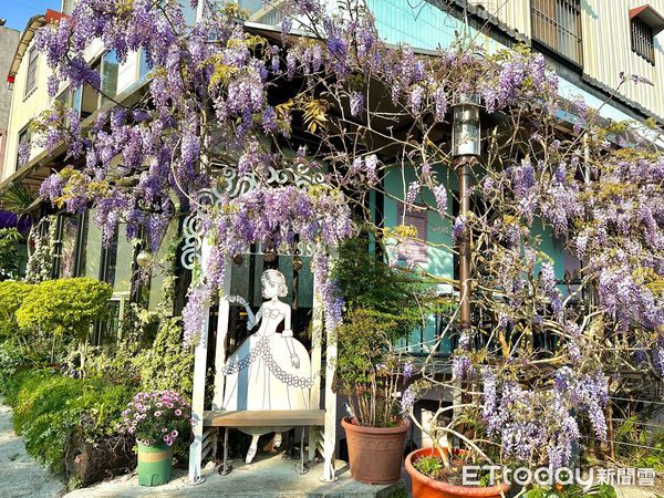 ▲▼  把握最佳賞花期！瑞里紫藤花海盛開，春日美景不容錯過  。（圖／嘉義縣政府提供）