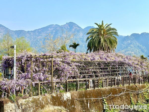 ▲▼  把握最佳賞花期！瑞里紫藤花海盛開，春日美景不容錯過  。（圖／嘉義縣政府提供）