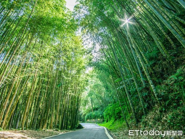 ▲▼  把握最佳賞花期！瑞里紫藤花海盛開，春日美景不容錯過  。（圖／嘉義縣政府提供）