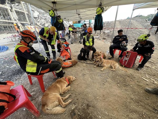 泰國搜救犬隊。（圖／翻攝自K9 USAR THAILAND臉書）