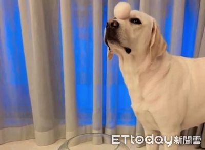 導盲犬「鼻頂廢毛球」量超驚人　爸媽挑戰集齊狗女兒體重