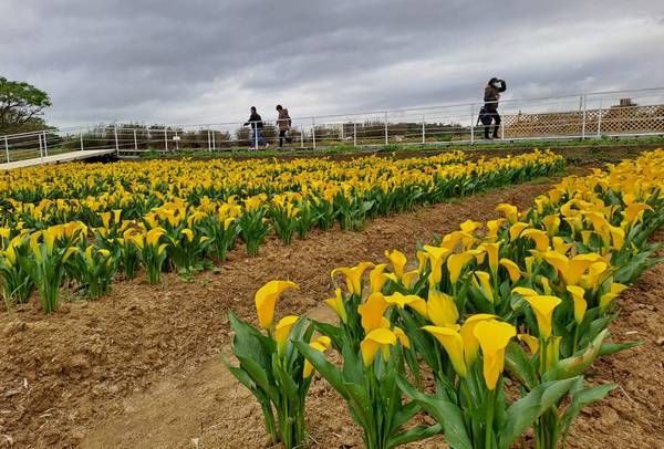 ▲2025桃園彩色海芋季登場