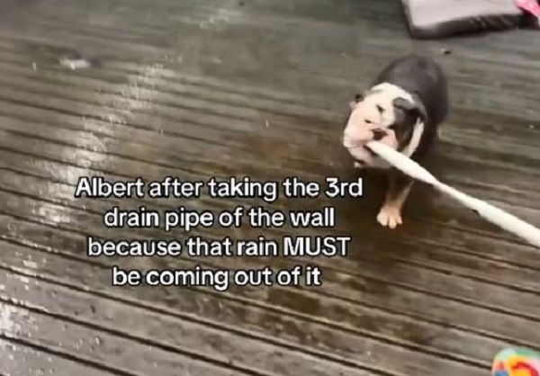 ▲英國惡霸犬拆排水管「阻雨」　帶回家塞狗窩笑翻飼主。（圖／翻攝自TikTok／@the.bully.bros）