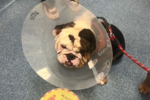 ▲英國惡霸犬拆排水管「阻雨」　帶回家塞狗窩笑翻飼主。（圖／翻攝自TikTok／@the.bully.bros）