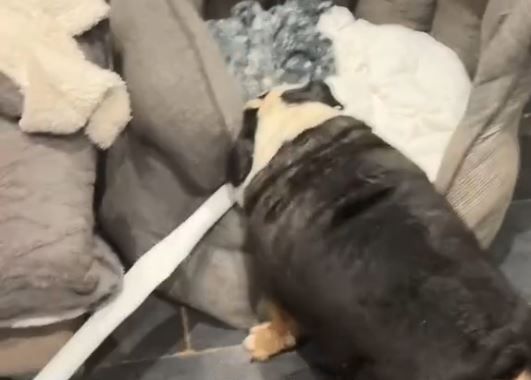 ▲英國惡霸犬拆排水管「阻雨」　帶回家塞狗窩笑翻飼主。（圖／翻攝自TikTok／@the.bully.bros）
