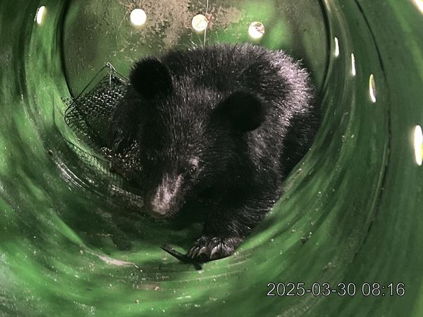 ▲▼卓溪落單小熊誘捕成功 照養野訓後評估野放。（圖／翻攝自林業及自然保育署花蓮分署）