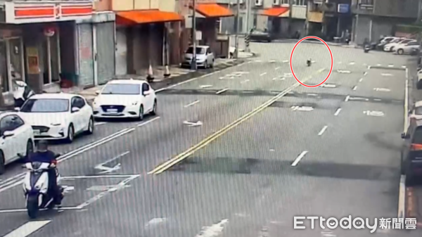 ▲▼苗栗豬豬逛大街。（圖／記者楊永盛翻攝）