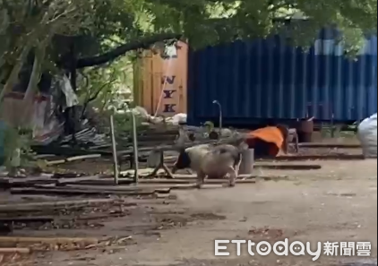 ▲▼苗栗豬豬逛大街。（圖／記者楊永盛翻攝）