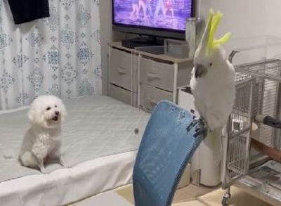 鳳頭鸚鵡「聞樂起舞」甩頭嗨翻 貴賓狗粉絲燦笑看表演
