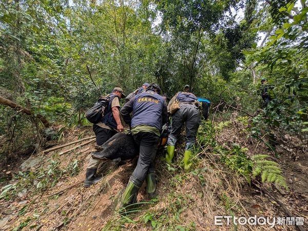 ▲▼台灣黑熊阿里曼西肯受困陷阱，花蓮分署會同野灣協會共同救援。（圖／花蓮分署提供，下同）