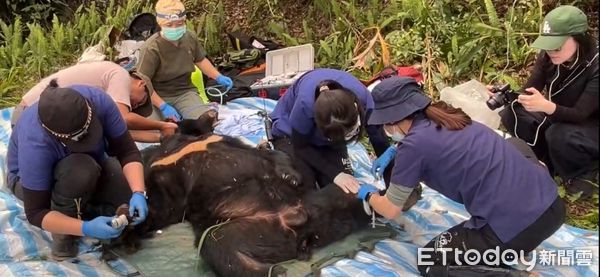 ▲▼台灣黑熊阿里曼西肯受困陷阱，花蓮分署會同野灣協會共同救援。（圖／花蓮分署提供，下同）