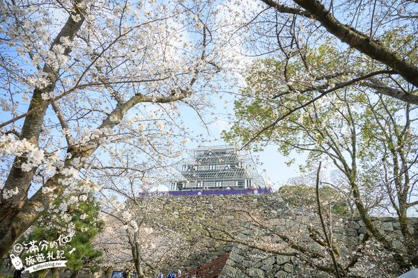 ▲▼2025福岡【舞鶴公園櫻花季】最新花況!福岡城跡點燈&大濠公園,穿和服賞櫻超好看。（圖／部落客滿分的旅遊札記授權提供）