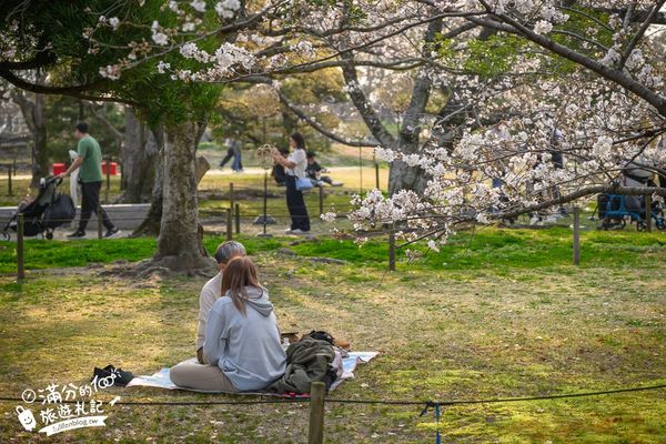 ▲▼2025福岡【舞鶴公園櫻花季】最新花況!福岡城跡點燈&大濠公園,穿和服賞櫻超好看。（圖／部落客滿分的旅遊札記授權提供）