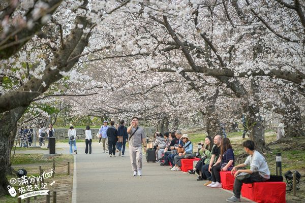 ▲▼2025福岡【舞鶴公園櫻花季】最新花況!福岡城跡點燈&大濠公園,穿和服賞櫻超好看。（圖／部落客滿分的旅遊札記授權提供）