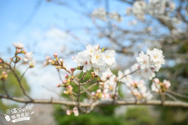 ▲▼2025福岡【舞鶴公園櫻花季】最新花況!福岡城跡點燈&大濠公園,穿和服賞櫻超好看。（圖／部落客滿分的旅遊札記授權提供）