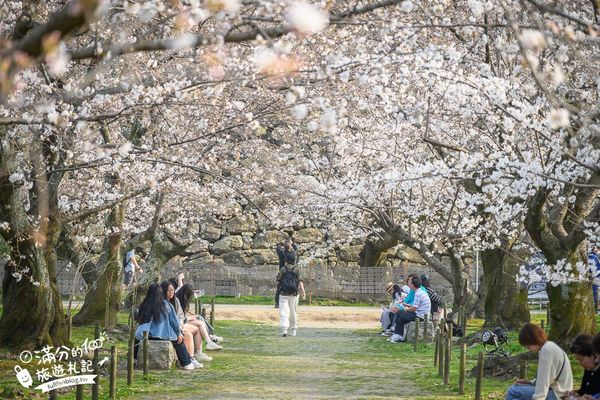 ▲▼2025福岡【舞鶴公園櫻花季】最新花況!福岡城跡點燈&大濠公園,穿和服賞櫻超好看。（圖／部落客滿分的旅遊札記授權提供）