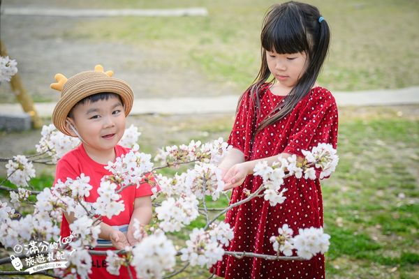 ▲▼2025福岡【舞鶴公園櫻花季】最新花況!福岡城跡點燈&大濠公園,穿和服賞櫻超好看。（圖／部落客滿分的旅遊札記授權提供）
