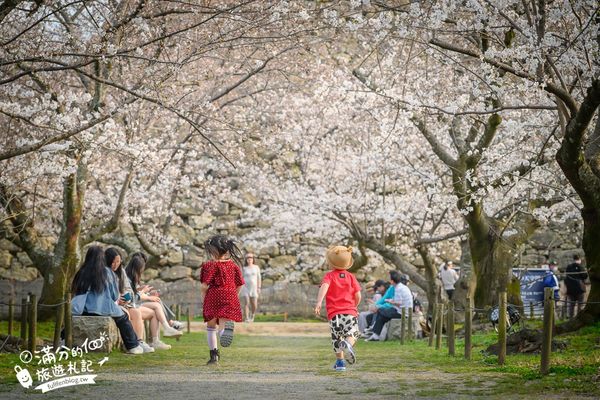 ▲▼2025福岡【舞鶴公園櫻花季】最新花況!福岡城跡點燈&大濠公園,穿和服賞櫻超好看。（圖／部落客滿分的旅遊札記授權提供）