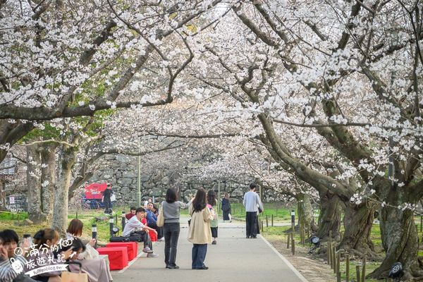 ▲▼2025福岡【舞鶴公園櫻花季】最新花況!福岡城跡點燈&大濠公園,穿和服賞櫻超好看。（圖／部落客滿分的旅遊札記授權提供）