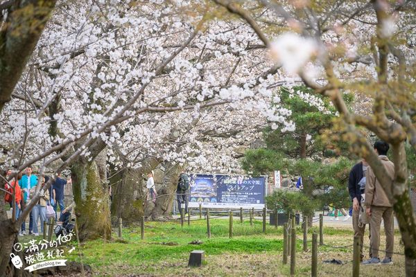 ▲▼2025福岡【舞鶴公園櫻花季】最新花況!福岡城跡點燈&大濠公園,穿和服賞櫻超好看。（圖／部落客滿分的旅遊札記授權提供）