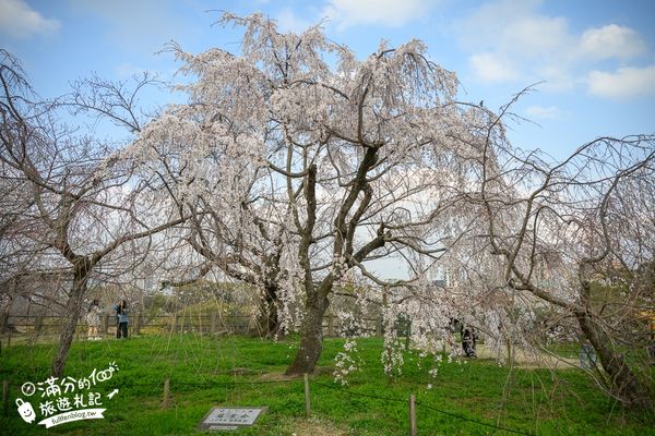 ▲▼2025福岡【舞鶴公園櫻花季】最新花況!福岡城跡點燈&大濠公園,穿和服賞櫻超好看。（圖／部落客滿分的旅遊札記授權提供）
