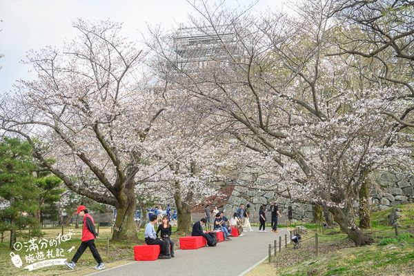 ▲▼2025福岡【舞鶴公園櫻花季】最新花況!福岡城跡點燈&大濠公園,穿和服賞櫻超好看。（圖／部落客滿分的旅遊札記授權提供）