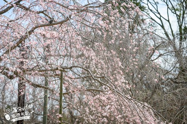 ▲▼2025福岡【舞鶴公園櫻花季】最新花況!福岡城跡點燈&大濠公園,穿和服賞櫻超好看。（圖／部落客滿分的旅遊札記授權提供）