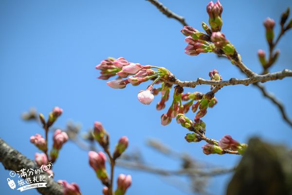 ▲▼2025福岡【舞鶴公園櫻花季】最新花況!福岡城跡點燈&大濠公園,穿和服賞櫻超好看。（圖／部落客滿分的旅遊札記授權提供）