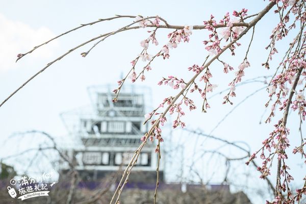 ▲▼2025福岡【舞鶴公園櫻花季】最新花況!福岡城跡點燈&大濠公園,穿和服賞櫻超好看。（圖／部落客滿分的旅遊札記授權提供）