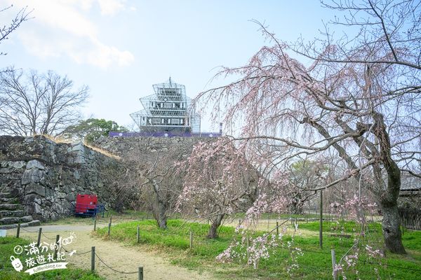 ▲▼2025福岡【舞鶴公園櫻花季】最新花況!福岡城跡點燈&大濠公園,穿和服賞櫻超好看。（圖／部落客滿分的旅遊札記授權提供）