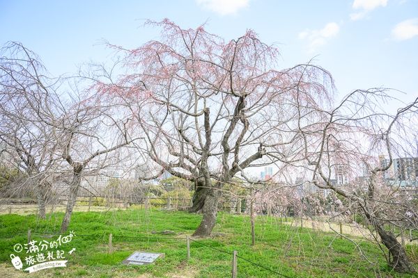 ▲▼2025福岡【舞鶴公園櫻花季】最新花況!福岡城跡點燈&大濠公園,穿和服賞櫻超好看。（圖／部落客滿分的旅遊札記授權提供）