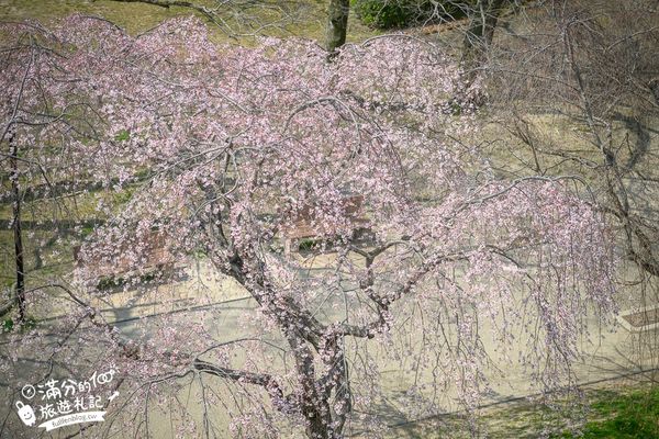 ▲▼2025福岡【舞鶴公園櫻花季】最新花況!福岡城跡點燈&大濠公園,穿和服賞櫻超好看。（圖／部落客滿分的旅遊札記授權提供）