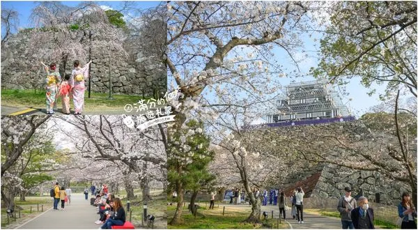 ▲▼2025福岡【舞鶴公園櫻花季】最新花況!福岡城跡點燈&大濠公園,穿和服賞櫻超好看。（圖／部落客滿分的旅遊札記授權提供）