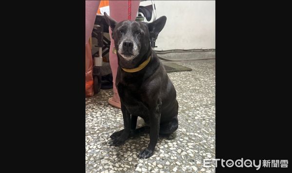 ▲疑遭棄養黑狗。（圖／台中市動保處提供）