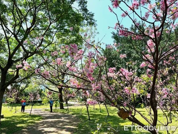 ▲▼花蓮吉安鄉干城鐵道櫻花公園繁花盛開，一片粉紅映眼簾。（吉安鄉公所提供，下同）