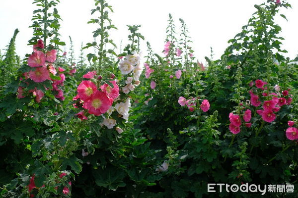 ▲遊訪台南學甲區秘境「老塘湖藝術村」，賞蜀葵花、看濕地「黑面琵鷺」吃古早味「麻油煎椪餅」。（圖／記者林東良翻攝，下同）