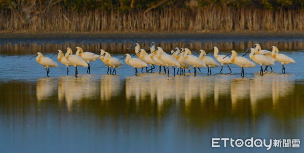 ▲遊訪台南學甲區秘境「老塘湖藝術村」，賞蜀葵花、看濕地「黑面琵鷺」吃古早味「麻油煎椪餅」。（圖／記者林東良翻攝，下同）
