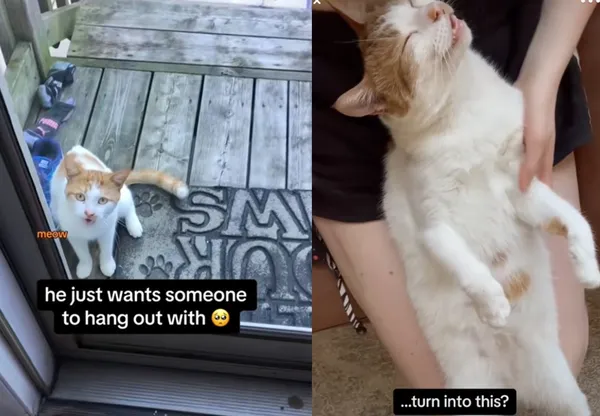 街貓每天站家門口「狂爬窗追求」　女感動收養：命中注定變家人。（圖／翻攝自TikTok／liams.teefs）