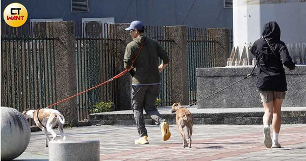 男神愛遛狗1／彭于晏爆新女伴日陪遛狗　台北街頭跟愛犬放風黏踢踢