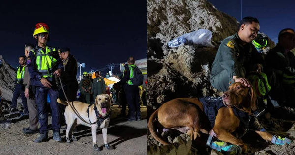 曼谷大樓被震垮！網傳「為搜救犬捐鞋、捐錢」　泰國官方澄清：是詐騙